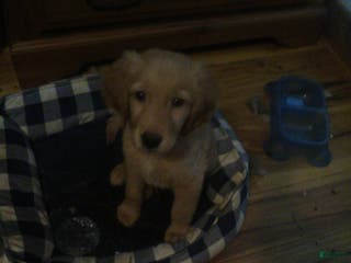 Golden Retriever dogs grechen - Ad 28