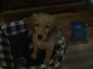 Golden Retriever dogs grechen - Ad 39