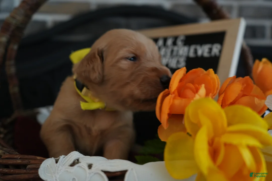 Golden Retriever dogs for sale: Miss. Yellow - Ad 1