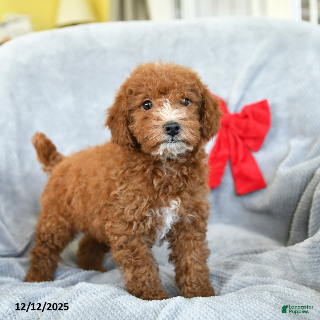 Miniature Poodle dogs for sale: Roscoe - Ad 3