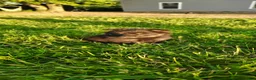 Mixed Breed dogs for sale: Oak - Ad 5