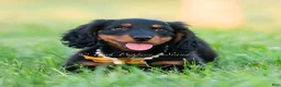 Miniature Dachshund dogs for sale: Domino - Ad 2