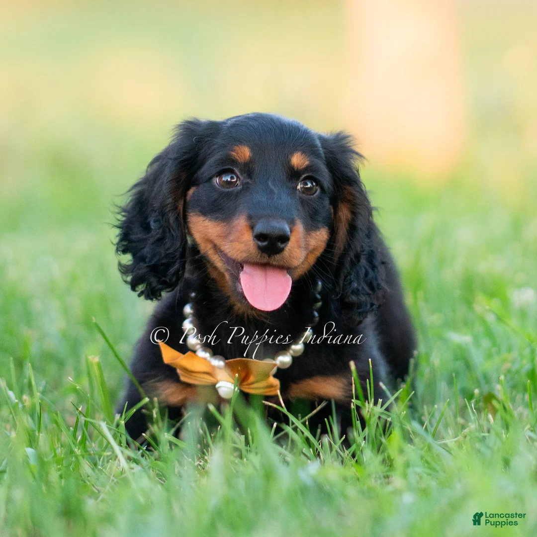 Miniature Dachshund dogs for sale: Domino - Ad 2