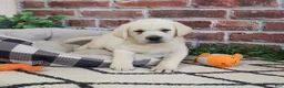 Labrador Retriever dogs for sale: Wilson  - Ad 3