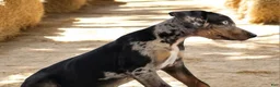 Catahoula Leopard Dog dogs for sale: Jesse 2026 F4 - Ad 6