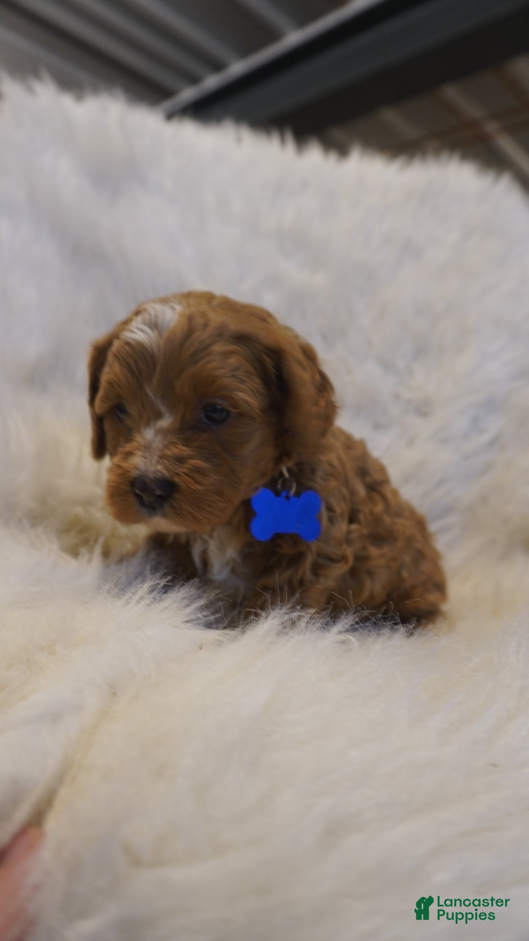 Cavapoo dogs for sale: Icey  - Ad 11