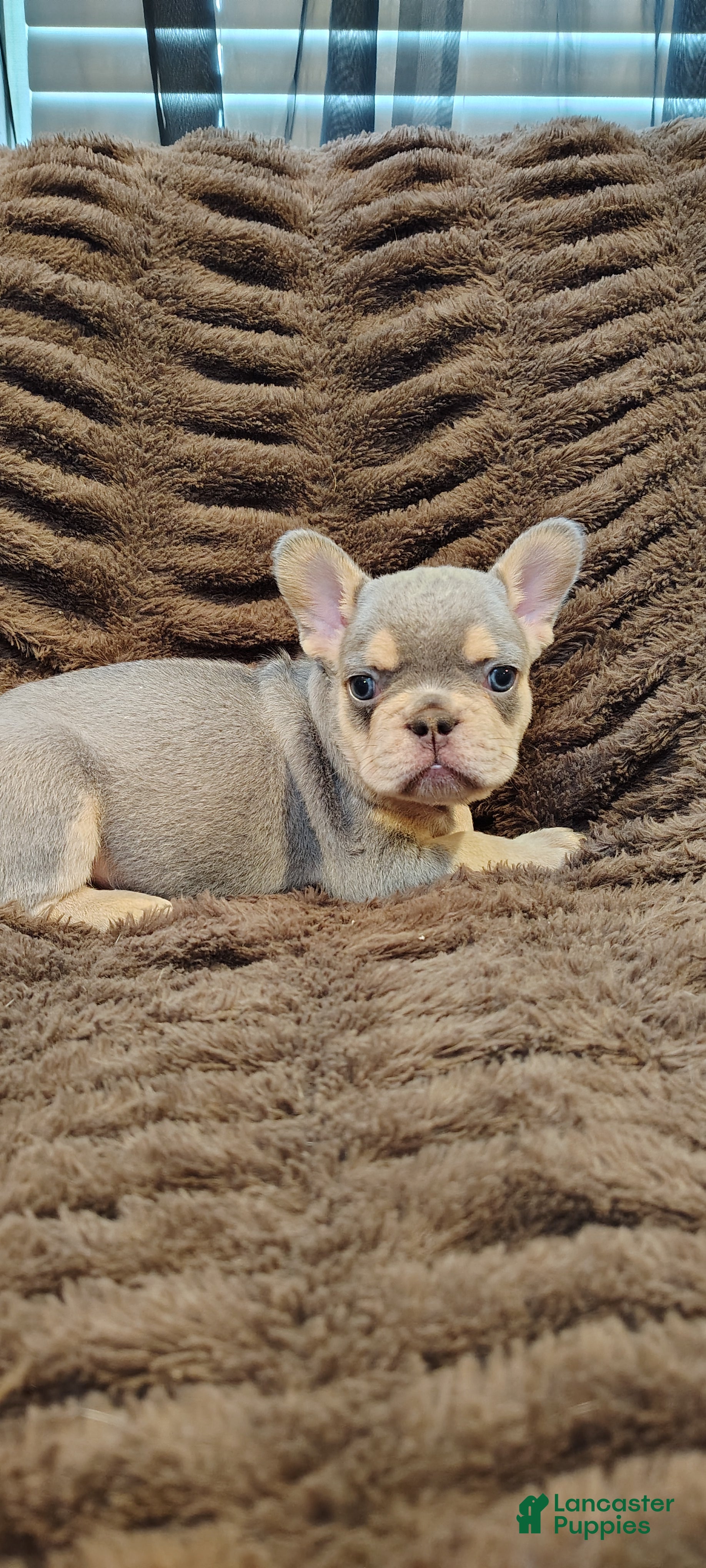 French Bulldog dogs Huey - Ad 2