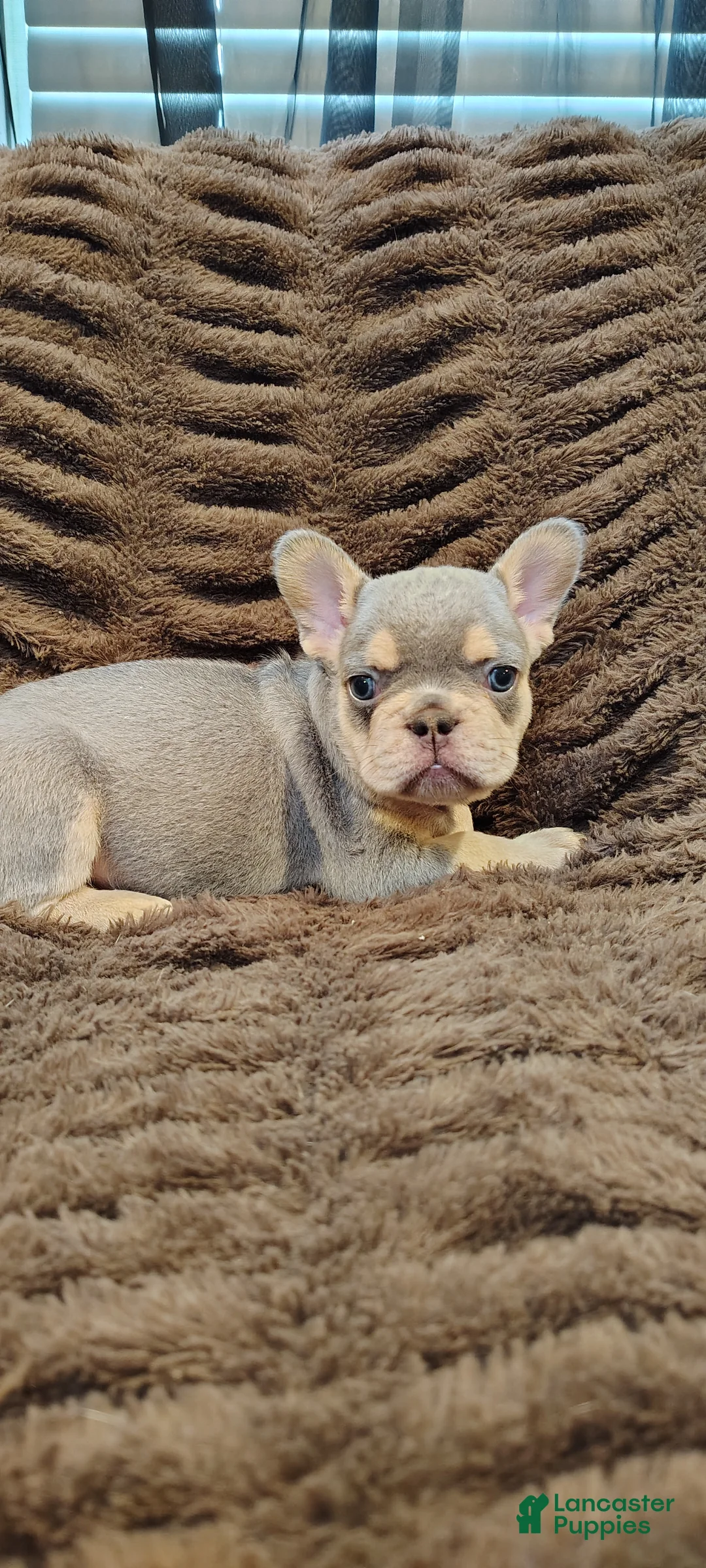 French Bulldog dogs for sale: Huey - Ad 2