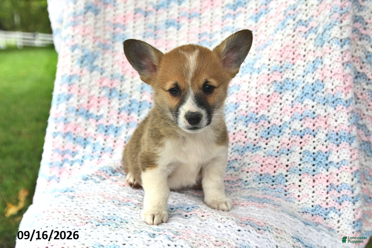 Welsh Corgi Pembroke dogs Abby - Ad 2