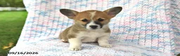 Welsh Corgi Pembroke dogs for sale: Abby - Ad 2