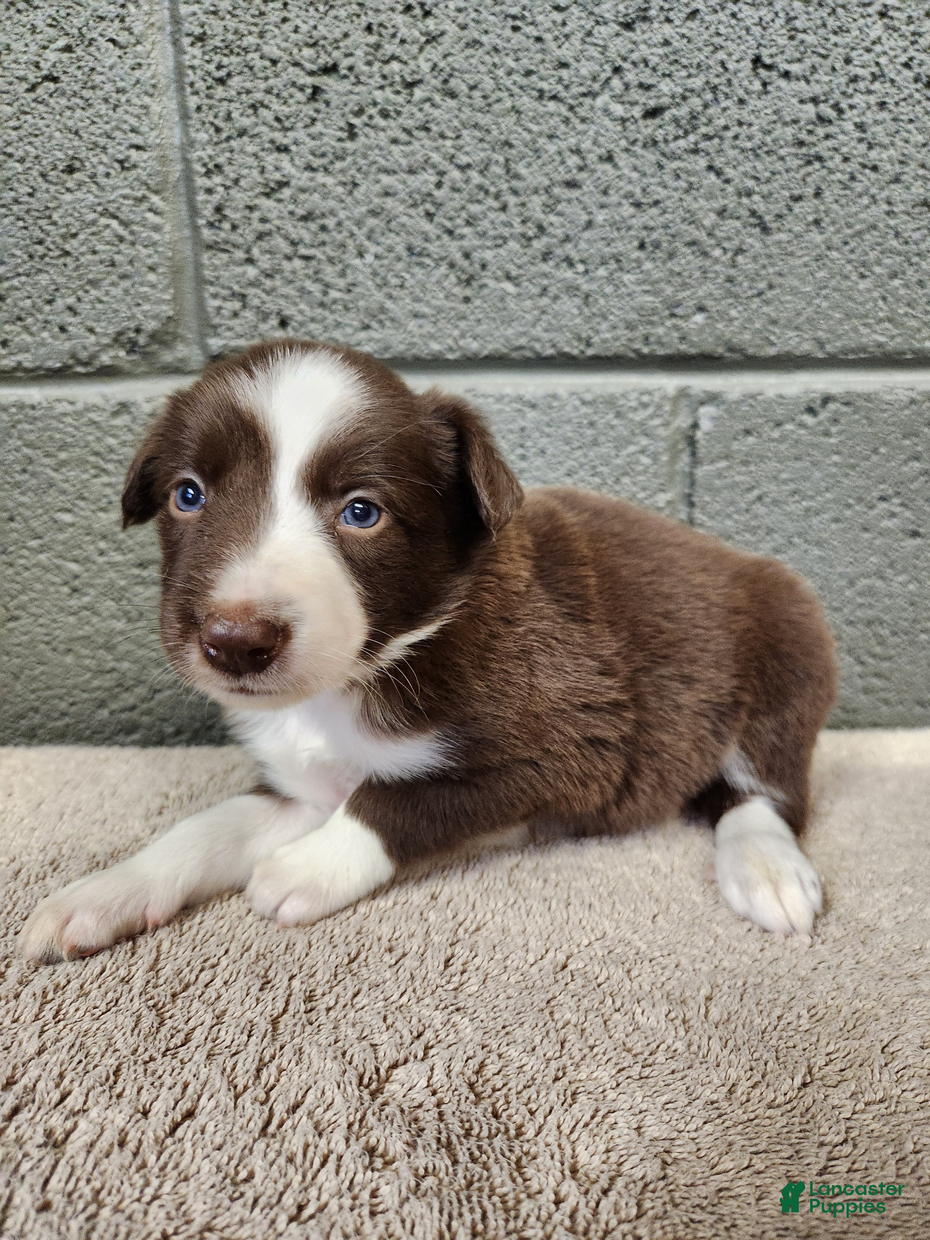 Border Collie dogs Cocoa - Pure Breed Border Collie - Ad 1