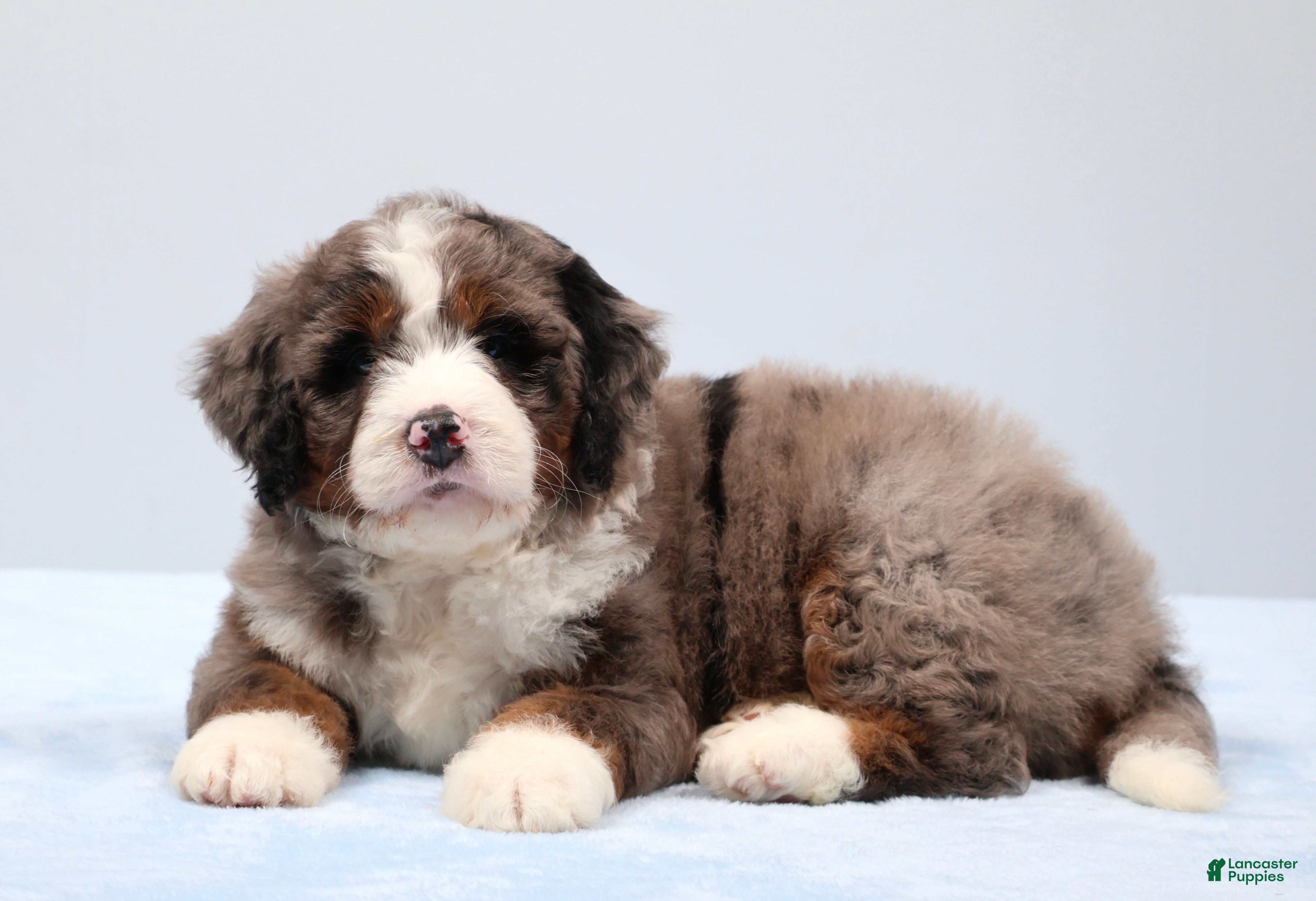 Mini Bernedoodle dogs Frisco  - Ad 1