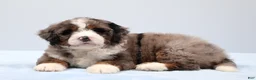Mini Bernedoodle dogs for sale: Frisco  - Ad 8