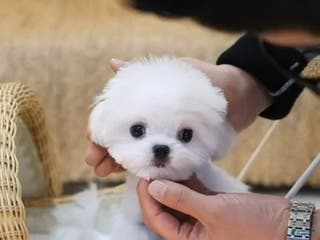 Maltese dogs Maltese felix - Ad 12