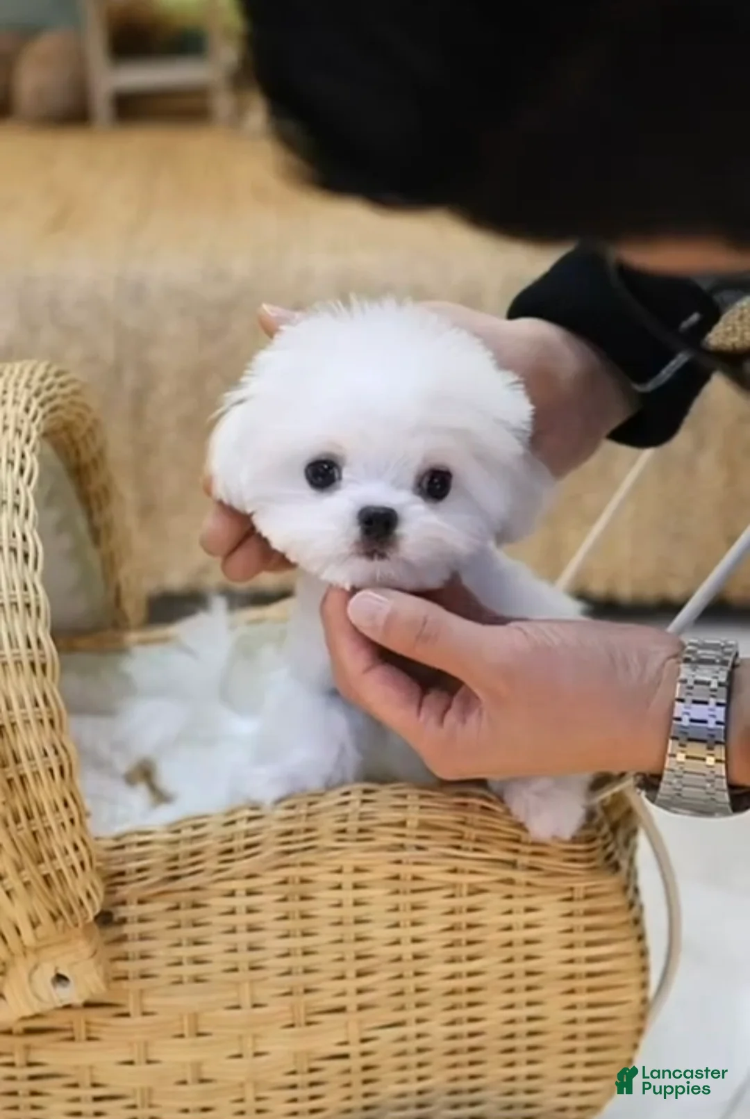 Maltese dogs for sale: Maltese felix - Ad 2