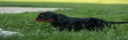 Cavalier King Charles Spaniel dogs for sale: Kona 💛🐾 - Ad 12