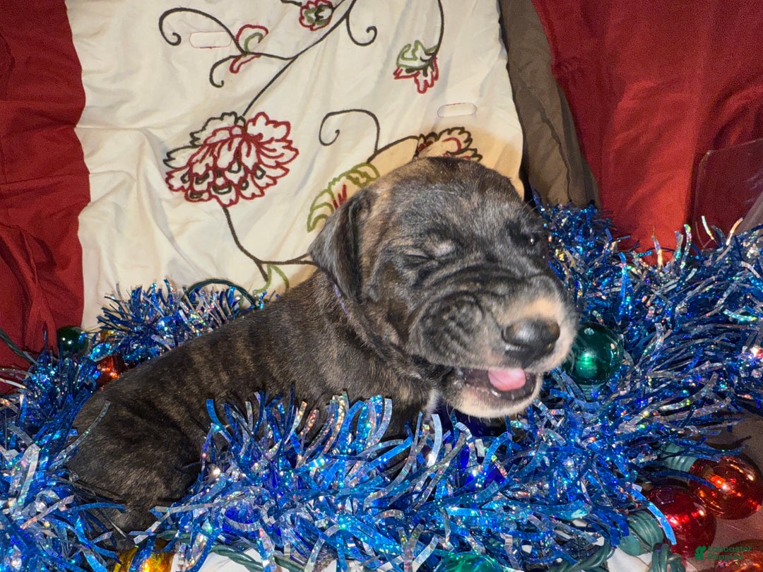 Great Dane dogs for sale: Mylar - Ad 6