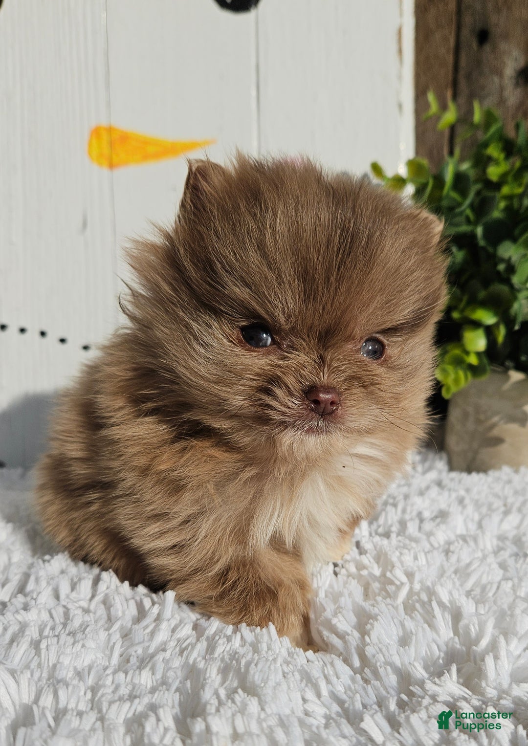 Pomeranian dogs for sale: Tessa - Ad 4