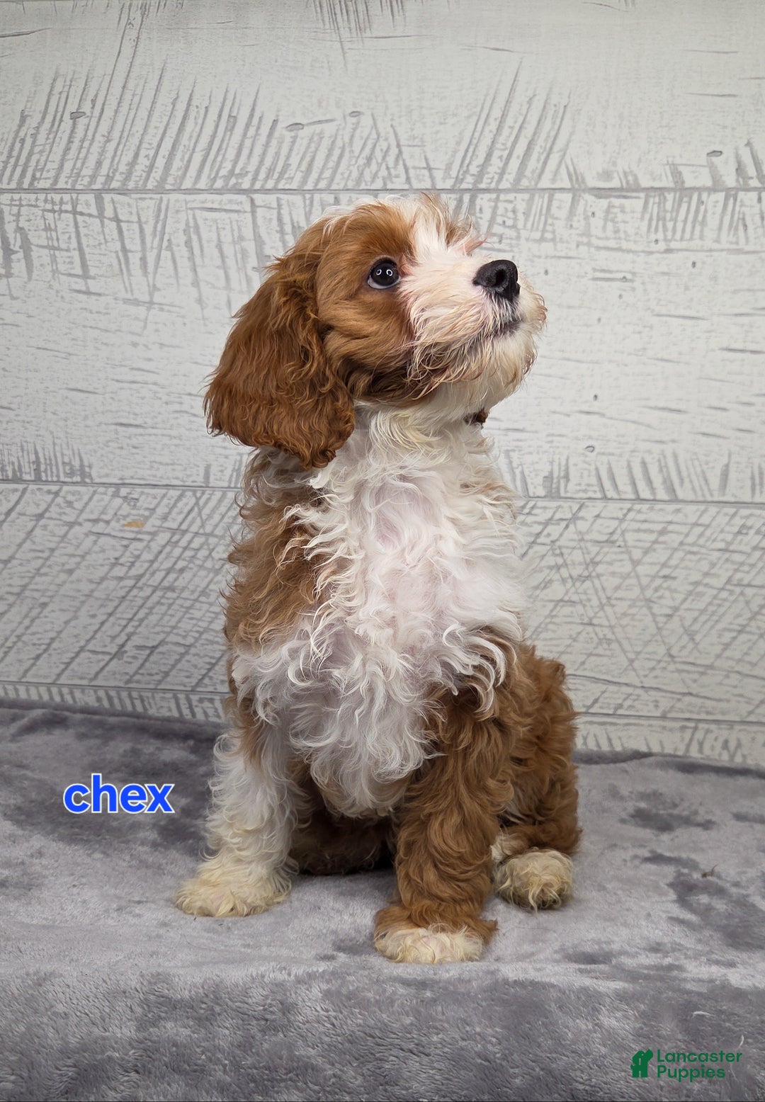 Cavapoo dogs for sale: Chex - Ad 5