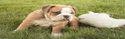Mixed Breed dogs for sale: Dream Victorian Bulldog - Ad 12