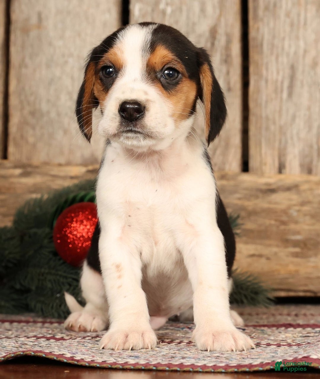 Beagle dogs for sale: Dancer - Ad 3