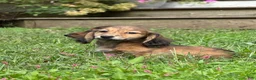 Miniature Dachshund dogs for sale: Maisy - Ad 14