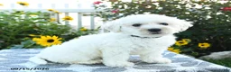 Bichon Frise dogs for sale: Blackberry - Ad 4