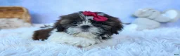 Shih Tzu dogs for sale: RACHEL - Ad 5