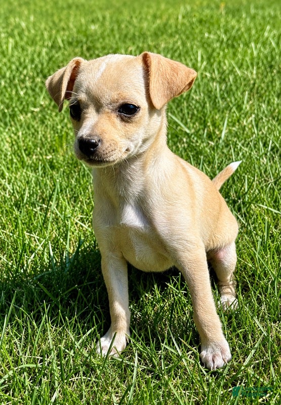 Chihuahua dogs Chihuahua male  - Ad 2