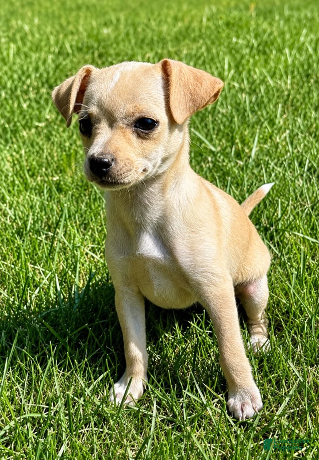 Chihuahua dogs for sale: Chihuahua male  - Ad 2