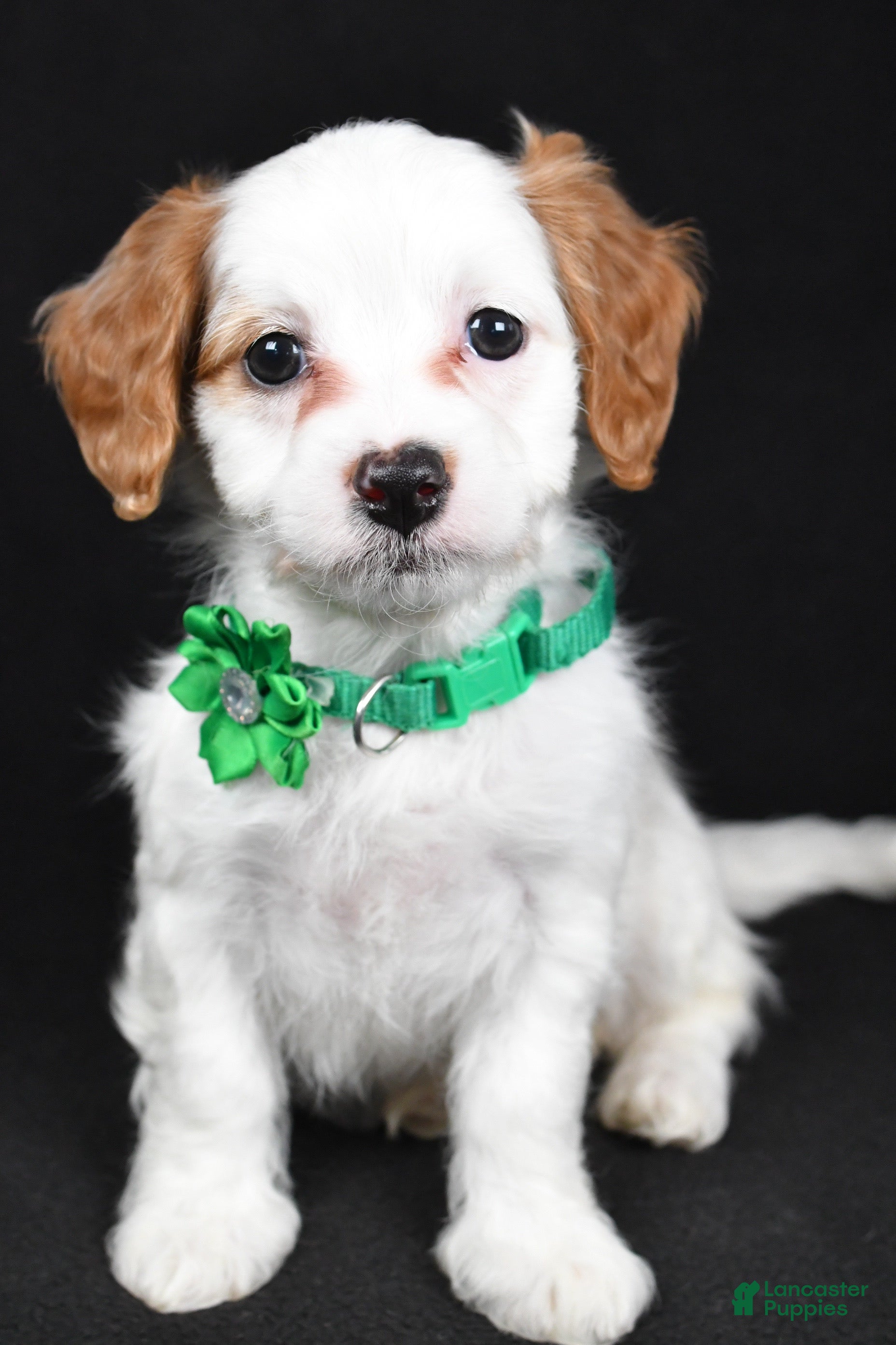 Cavapoo dogs Sophia  - Ad 34