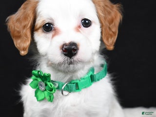 Cavapoo dogs Sophia - Ad 27