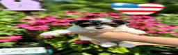 Biewer Terrier dogs for sale: Biewer Terrier 3 - Ad 7