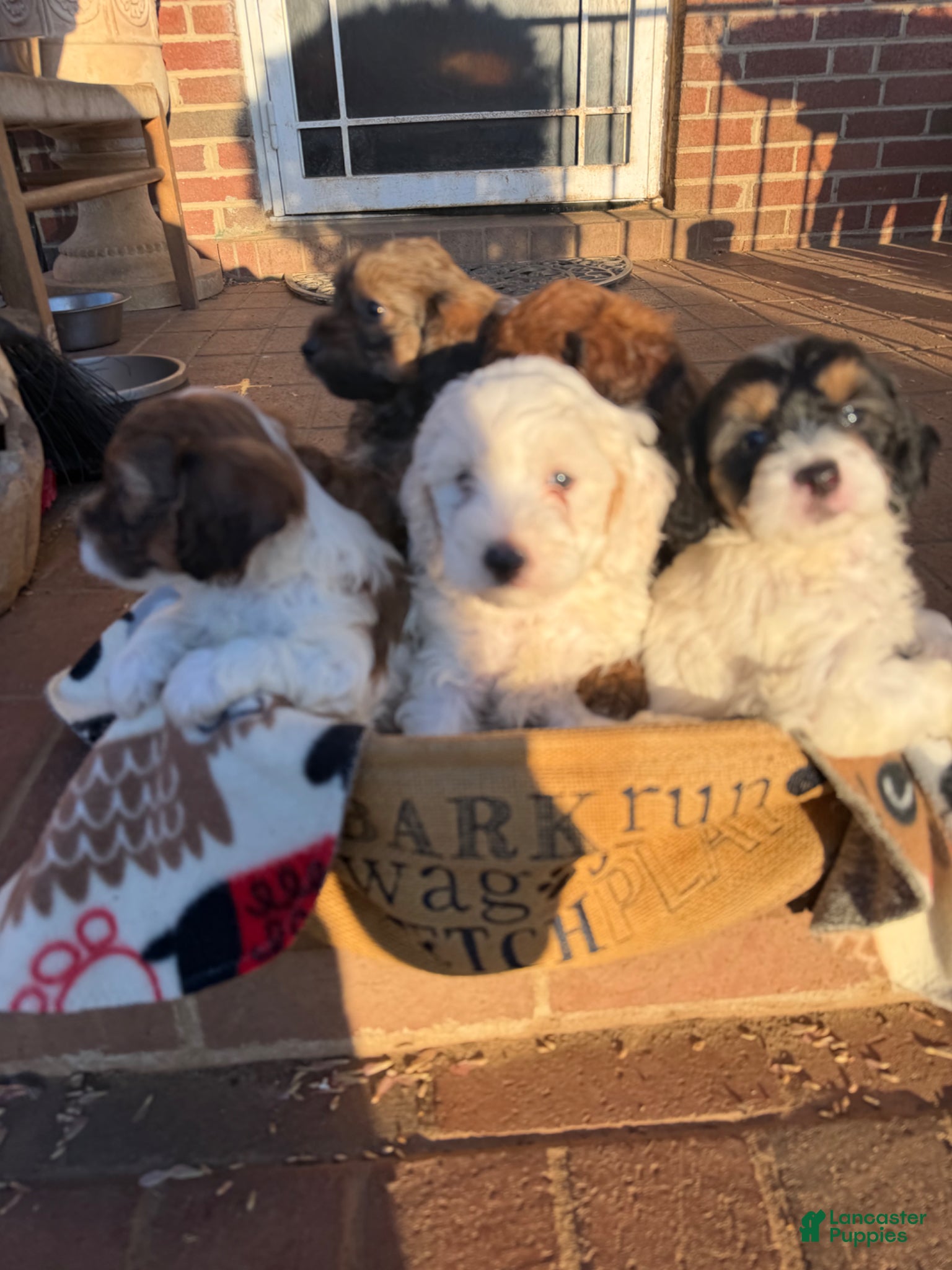 LaBraun Lhasapoo for sale in Capitol Heights | Lancaster Puppies