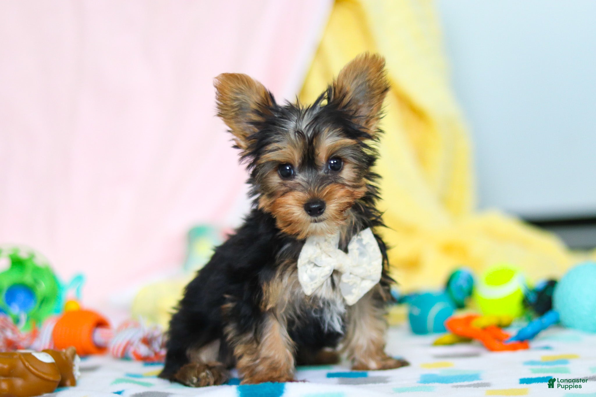 Yorkshire Terrier dogs Ollie - Ad 1