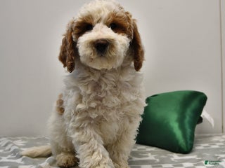 Mini Goldendoodle dogs - Ad 3