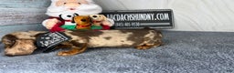 Dachshund dogs for sale: Ch Harriet LH dappleAkc - Ad 40