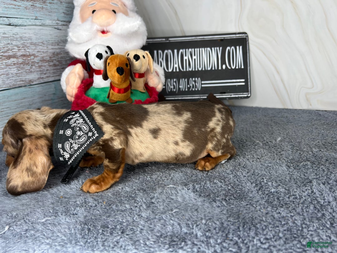 Dachshund dogs for sale: Ch Harriet LH dappleAkc - Ad 40