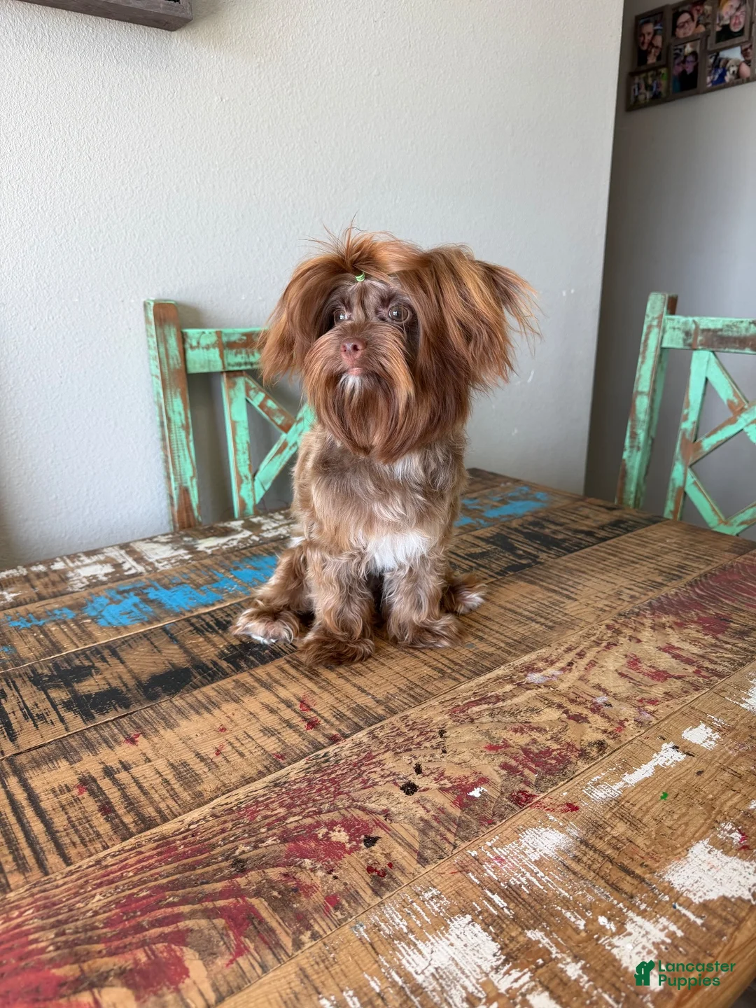 Yorkshire Terrier dogs for sale: KB Chocolate Yorkie Girl Cocobean - Ad 1