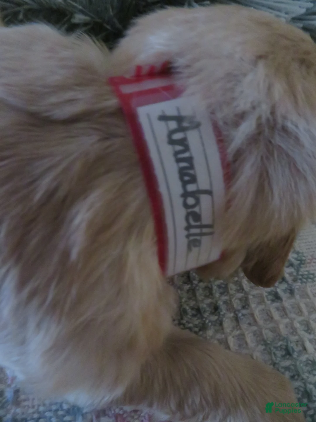 Golden Retriever dogs for sale: ANNABELLE - CHAMPION LINE - Ad 2