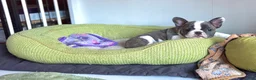 Frenchton dogs for sale: Gizmo - rare pocket size - Ad 2