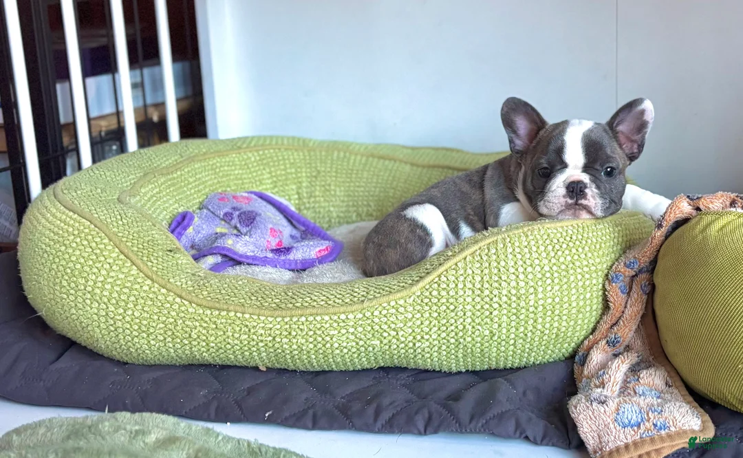 Frenchton dogs for sale: Gizmo - rare pocket size - Ad 2