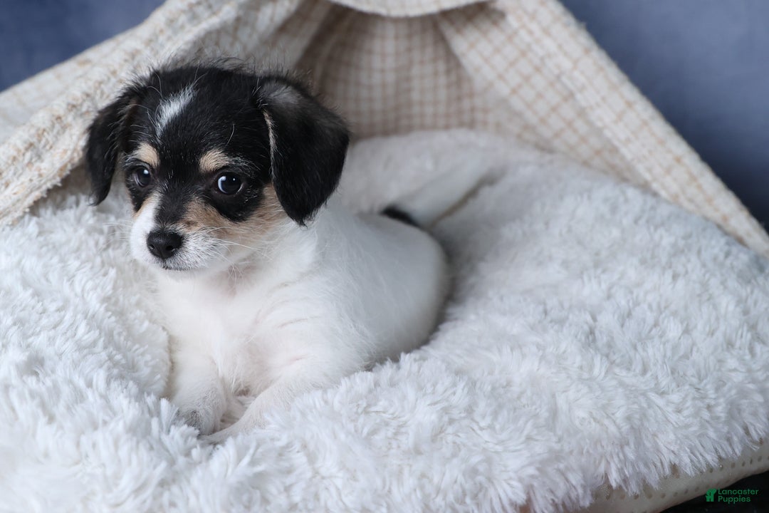 Chipoo dogs for sale: Kenzie - Ad 6