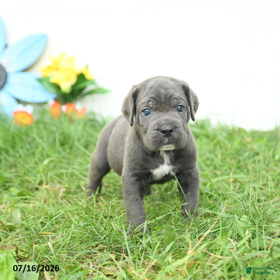 Cane Corso dogs Russell - Ad 1