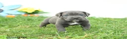 Cane Corso dogs for sale: Russell - Ad 1