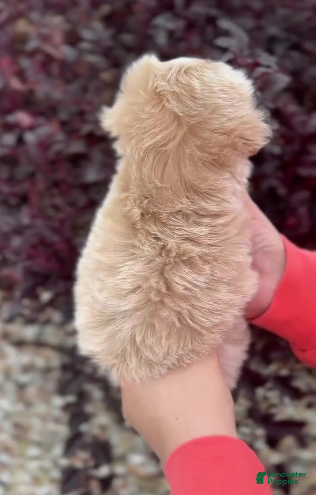 Maltipoo dogs for sale: Owen - Ad 2