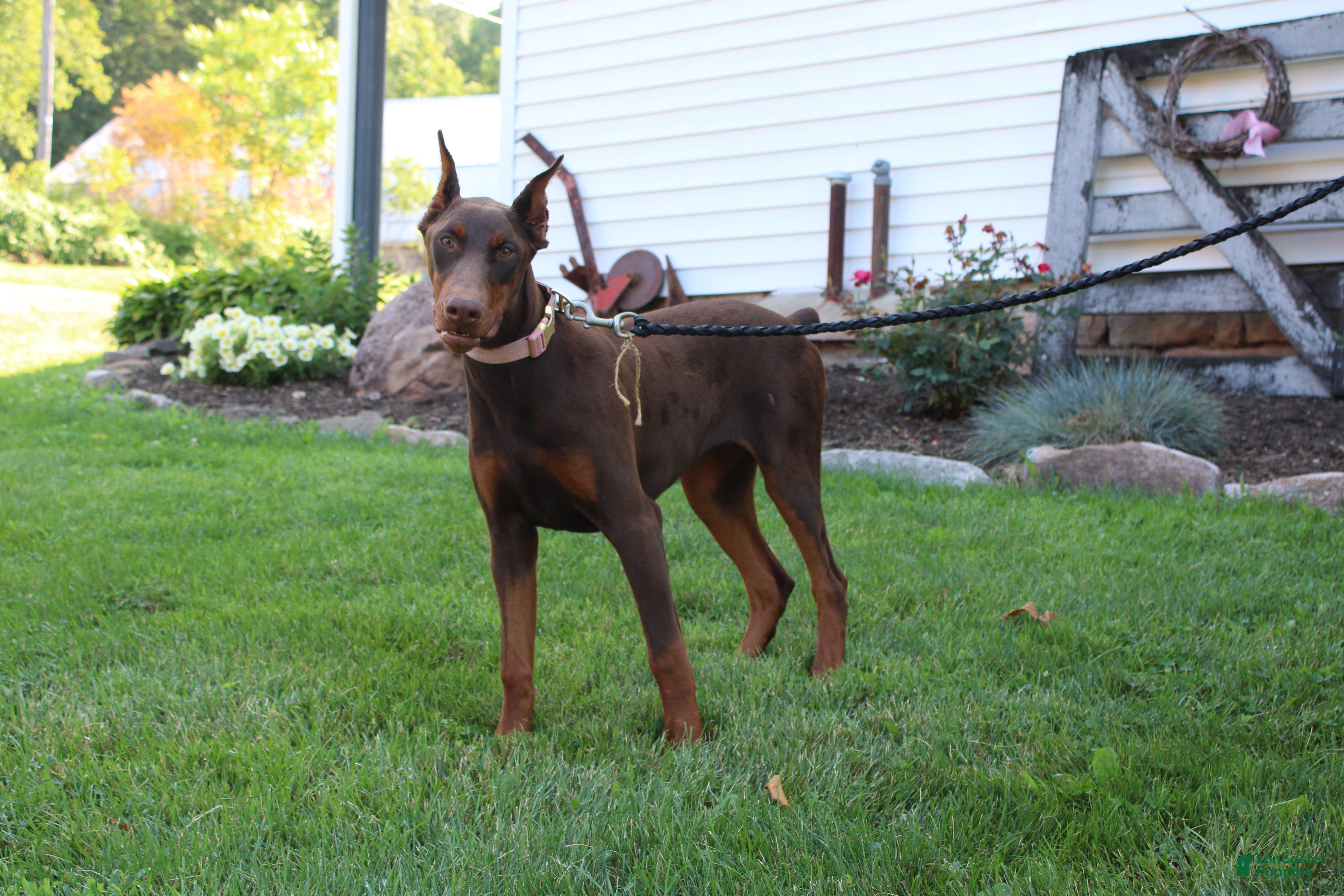 Doberman Pinscher dogs Tina - Ad 2