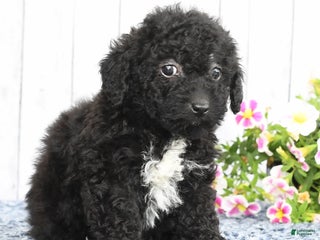 Havapoo dogs - Ad 22