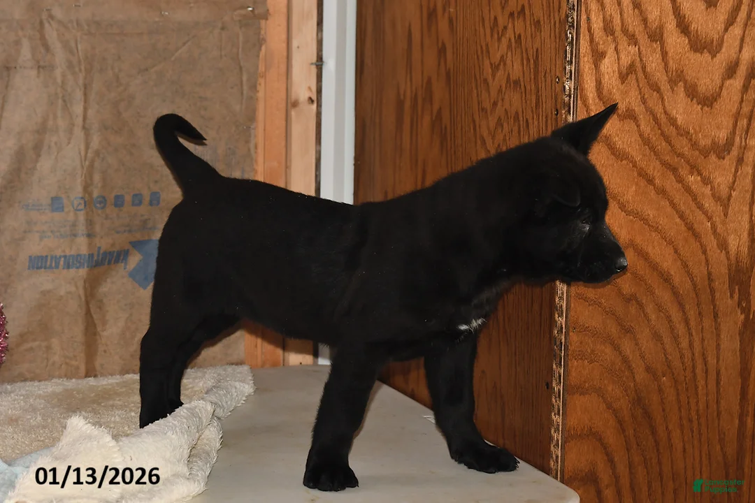 Belgian Malinois dogs for sale: Chase - Ad 4