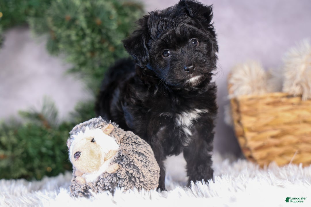 Mini Aussiedoodle dogs for sale: Kit Kat - Ad 26